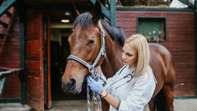 A veterinarian standing beside a bay horse