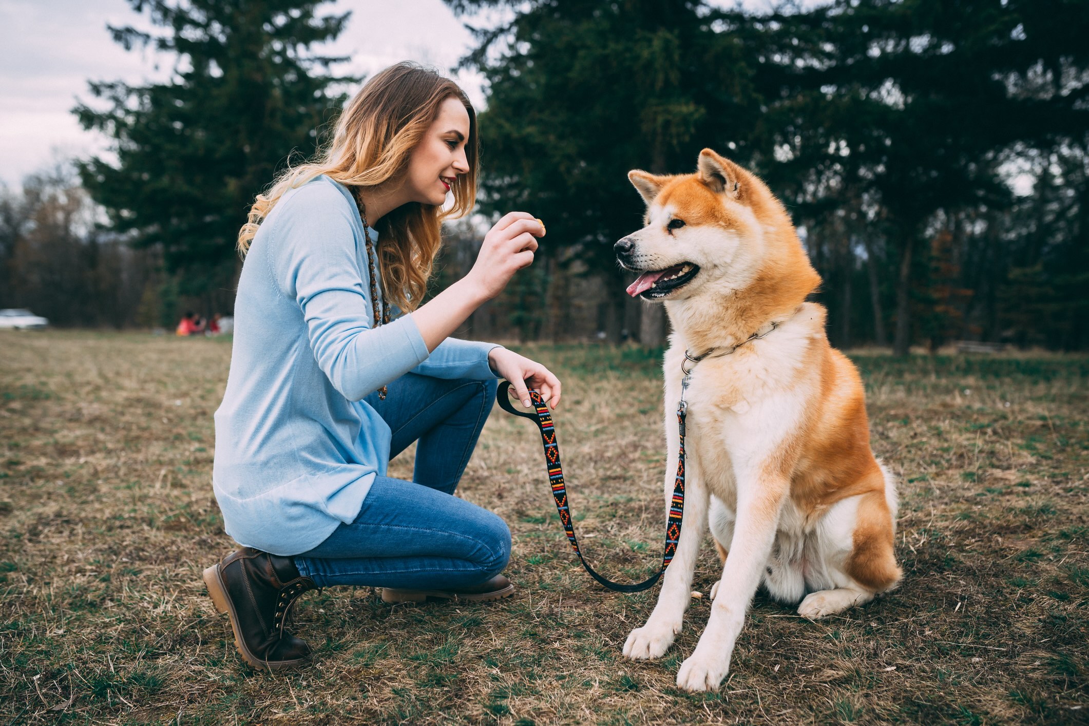 woman kneeling beside a red and white akita on a leash, holding a treat in front of her
