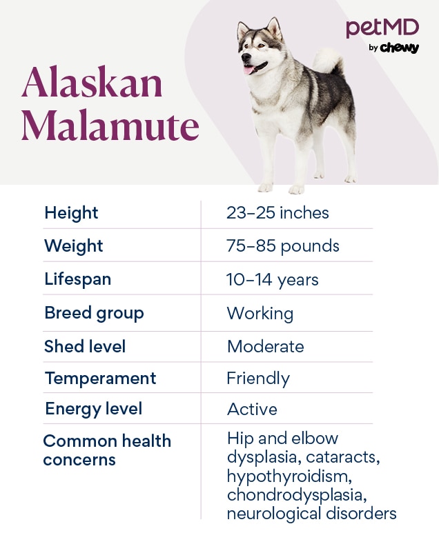 chart depicting an alaskan malamute's breed characteristics