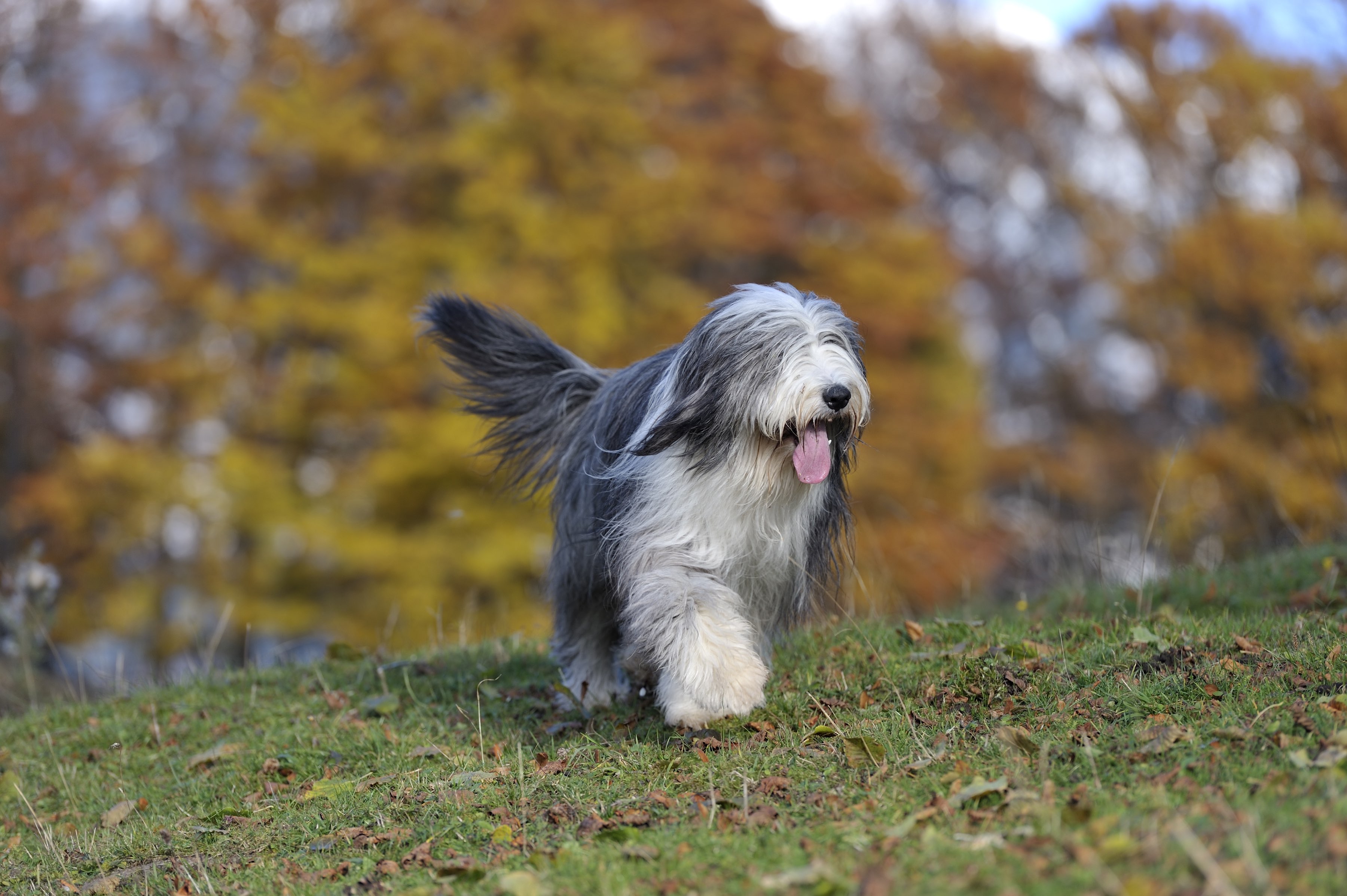 bearded collie trotting through an autumn landscape