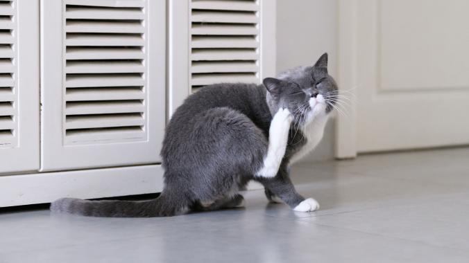 A gray and white cat scratching. The best flea medications can help stop itching by killing and preventing fleas.
