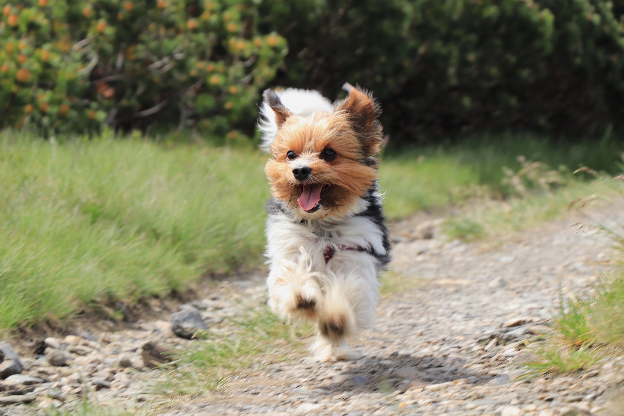 biewer terrier running on a path
