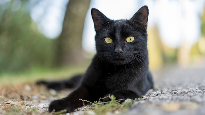 Black cat laying on ground outside