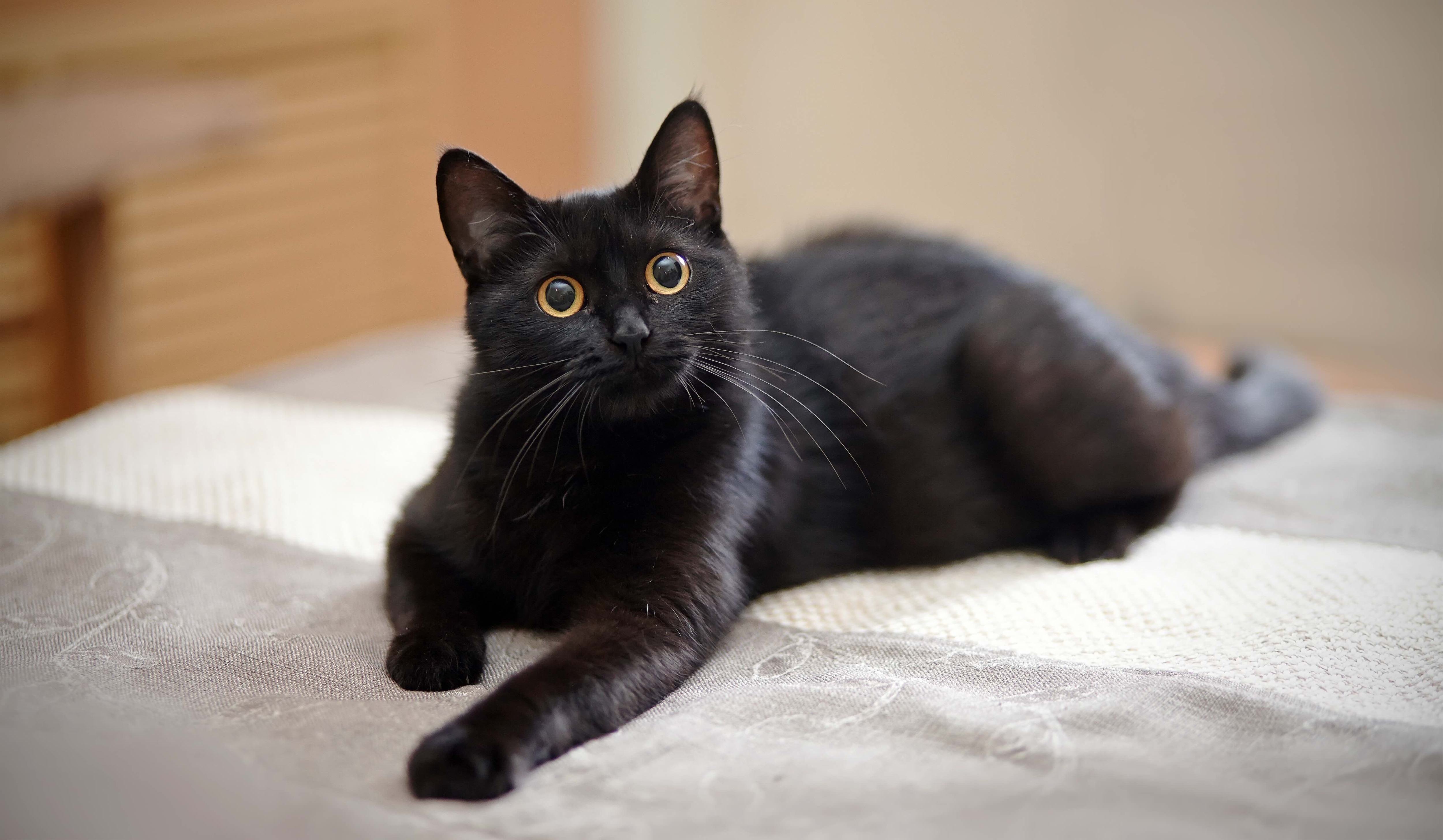 a black cat with yellow eyes lies on a bed. most black cats have yellow eyes.