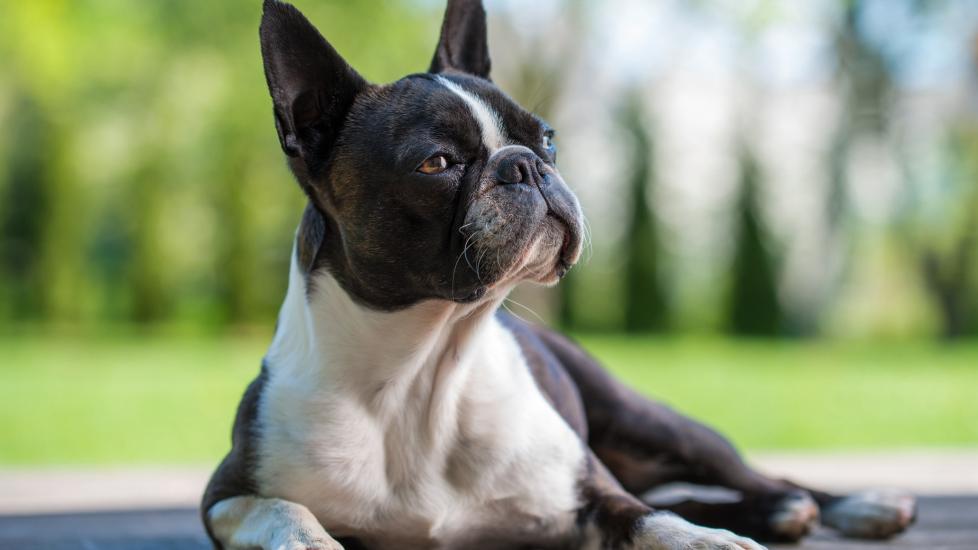 black and white boston terrier lying on pavement outside