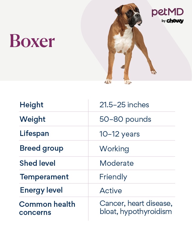 chart depicting a boxer dog's characteristics