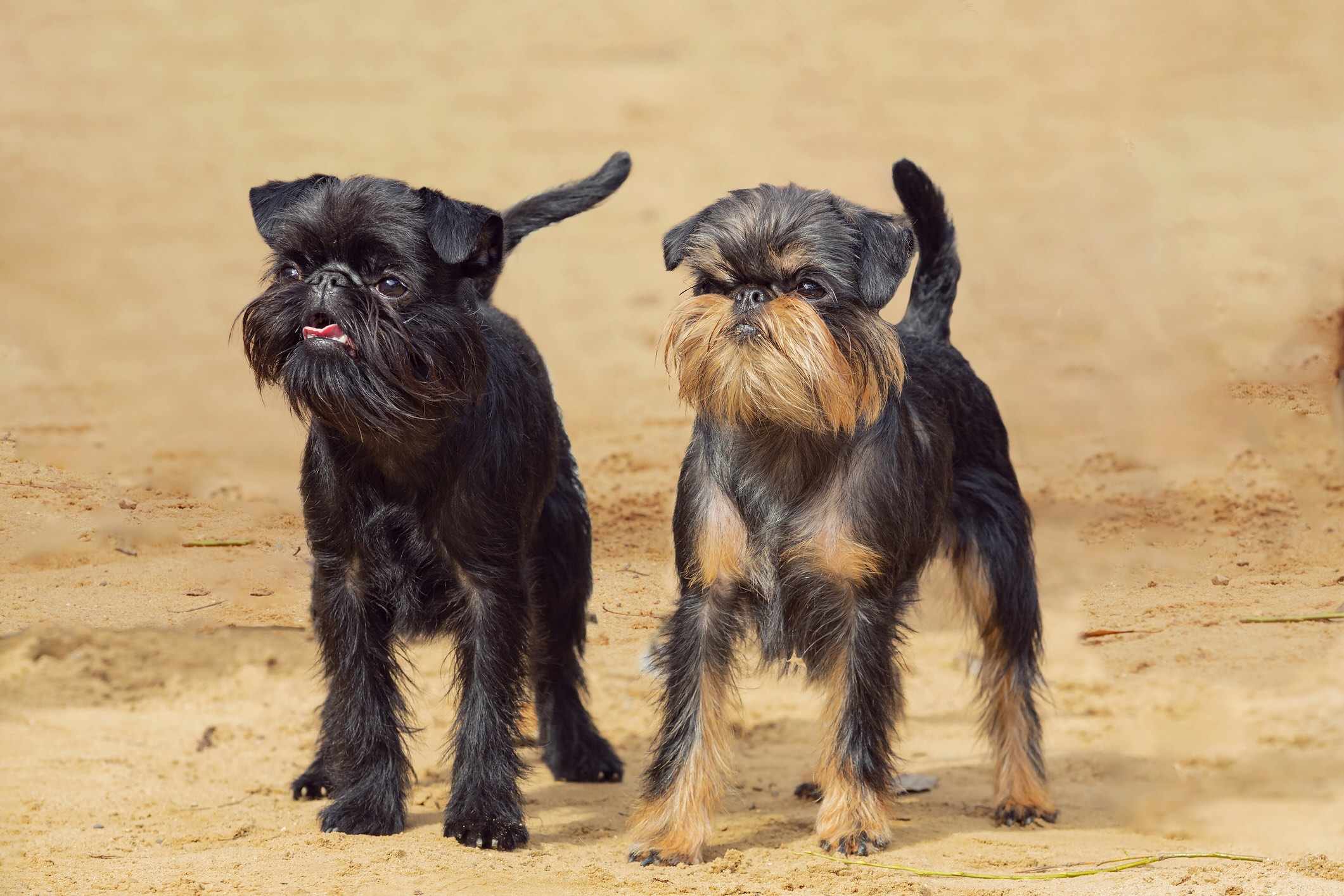 two brussels griffon dogs standing on a dirt floor