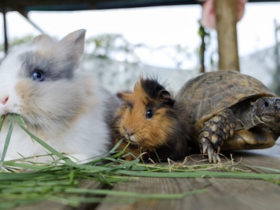rabbit, guinea pib, and tortoise side by side