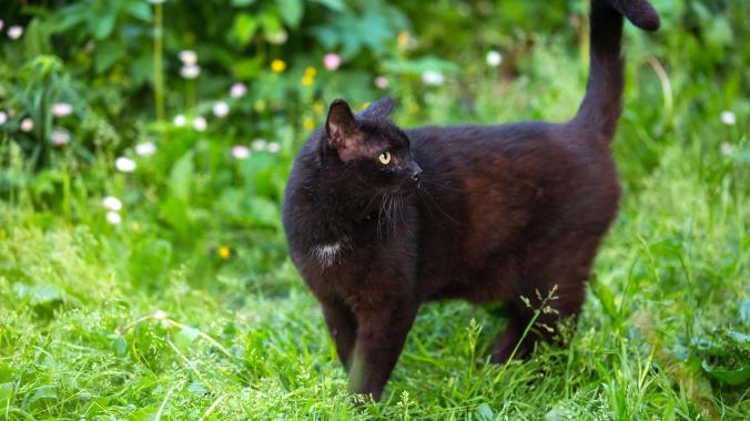 cat allergies; a black cat walks through tall grass.