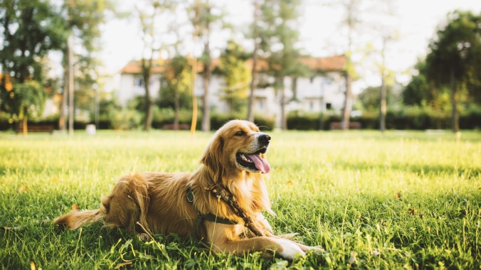 credelio for dogs; a dog sits on the grass in a park.