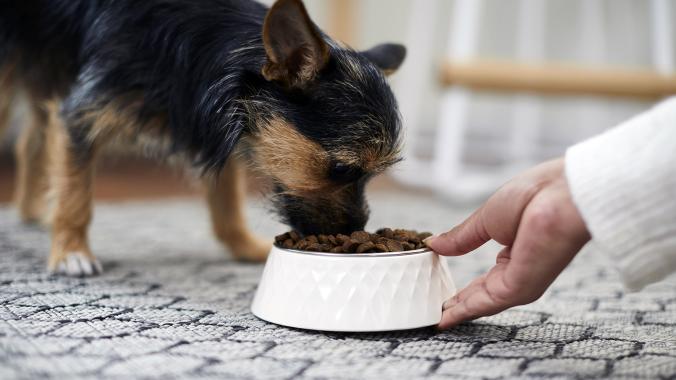 dog nutrition: dog eating kibble from Frisco bowl