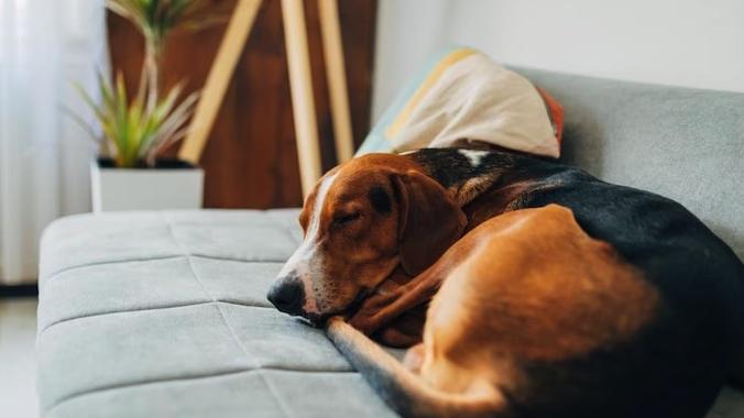 beagle dog sleeping on a couch