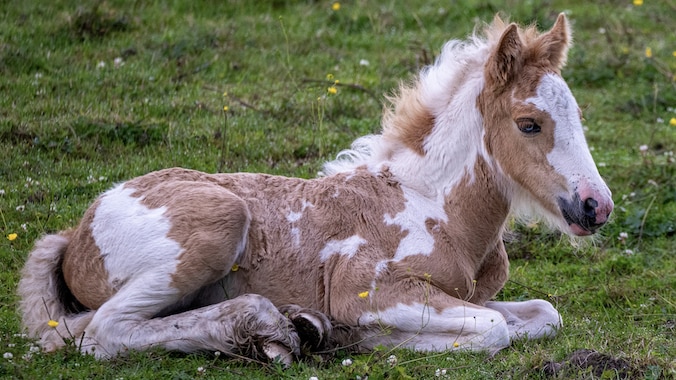 cute baby horse lounging on the grass
