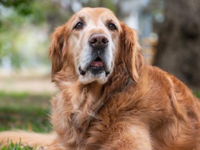 seniordoglyingingrass