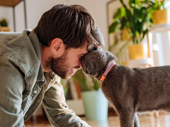 gray cat lovingly headbutting man on the floor