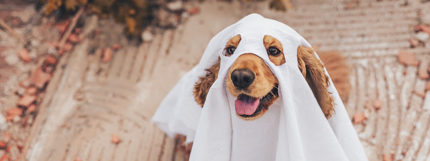 Dog dressed as a ghost for Halloween