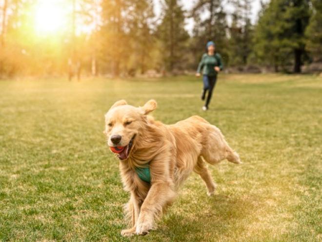 golden-retriever-running-in-field
