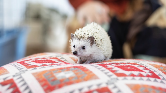 Hedgehog sitting on a blanket
