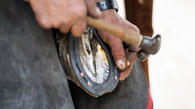 Farrier putting a shoe on a horse