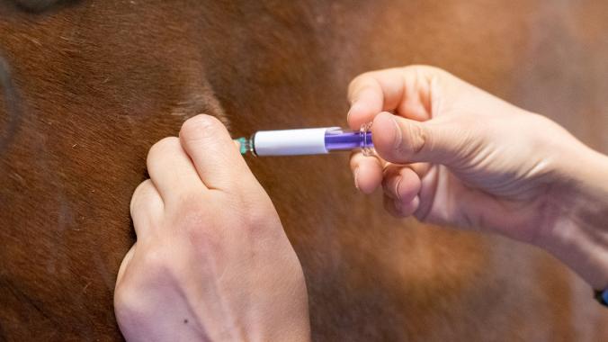 Horse vaccine administration