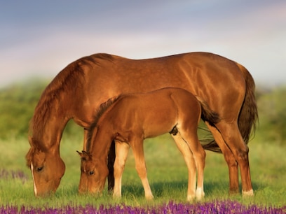 mare and foal grazing in field with purple flowers
