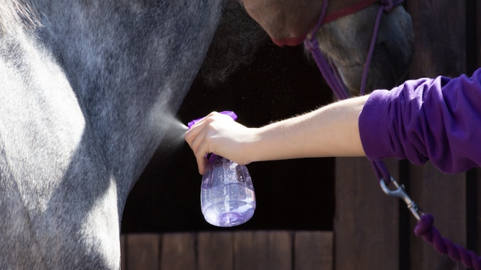 A horse owner sprays their horse with fly spray