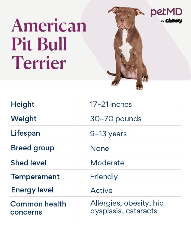 table of an american pit bull's traits