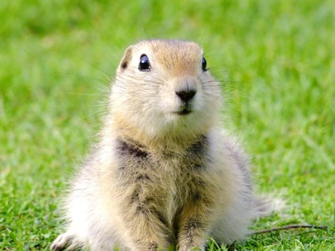 prairie dog sitting in grass