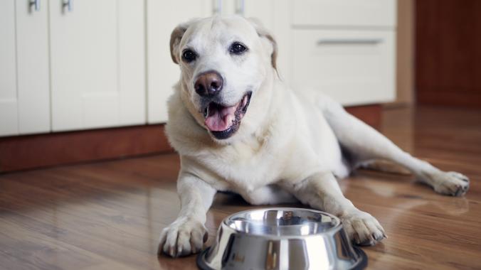 dog lying in front of bowl