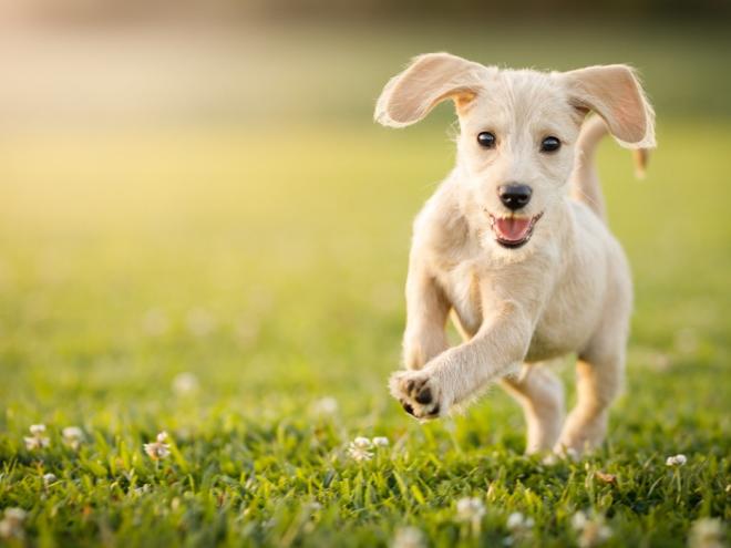 Puppy running