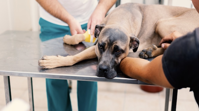 sick dog lying on vet table