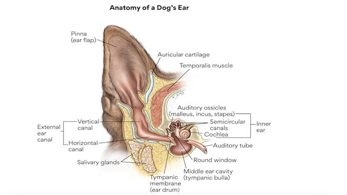 dog ear anatomy illustration