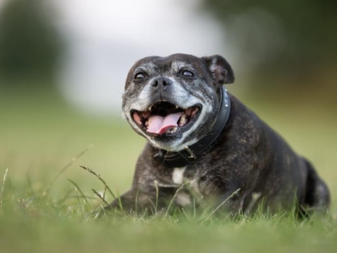 senior-terrier-laying-in-grass