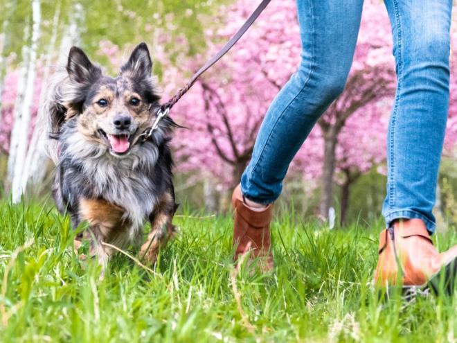 small-dog-running-with-human