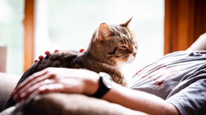 brown and white tabby cat lying in person's lap
