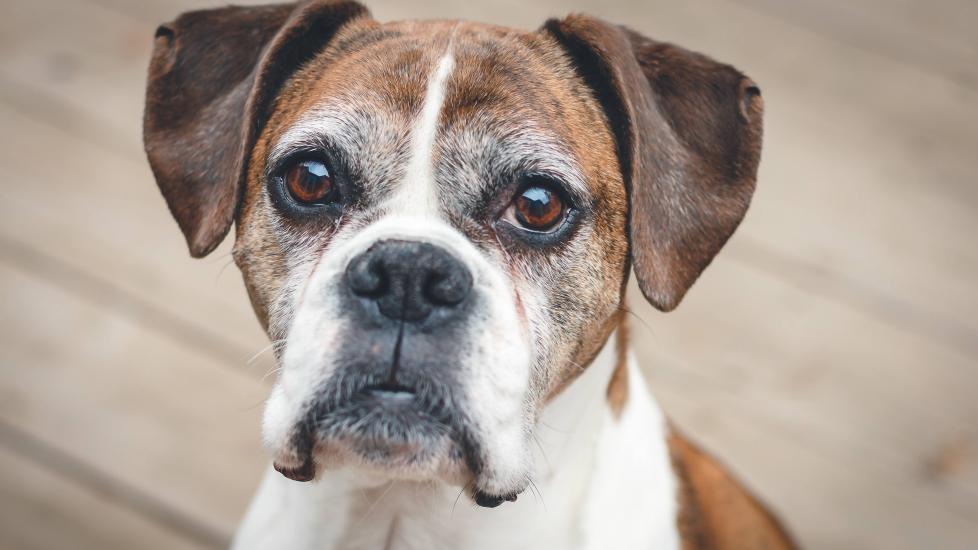 brown and white senior dog looking at the camera