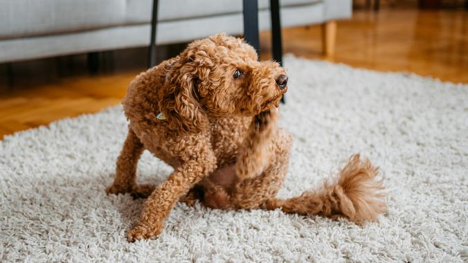 zenrelia for dogs: dog scratching in living room